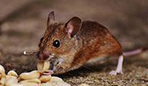 24 Hour & Emergency Exterminators in Goforth, KY
